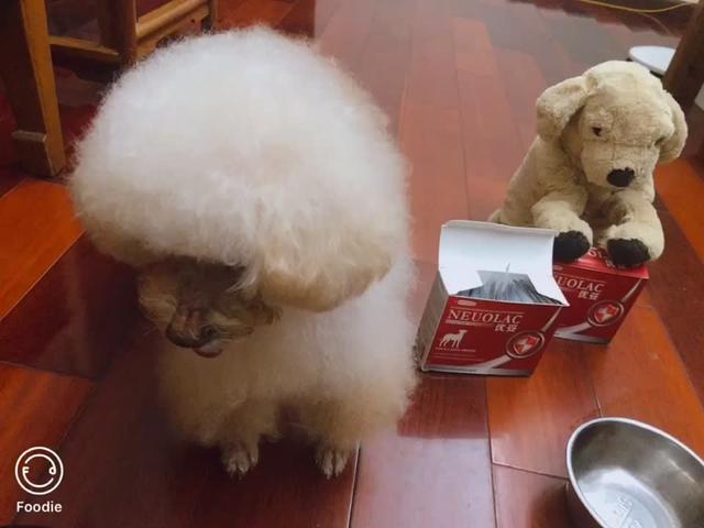 新加坡优妥，适合全阶段的狗狗，也是iky日常的补充品