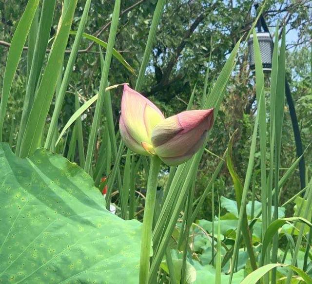 谁偷走了罕见的并蒂莲？景区回应：攀折者难追查，期待游客素质提升