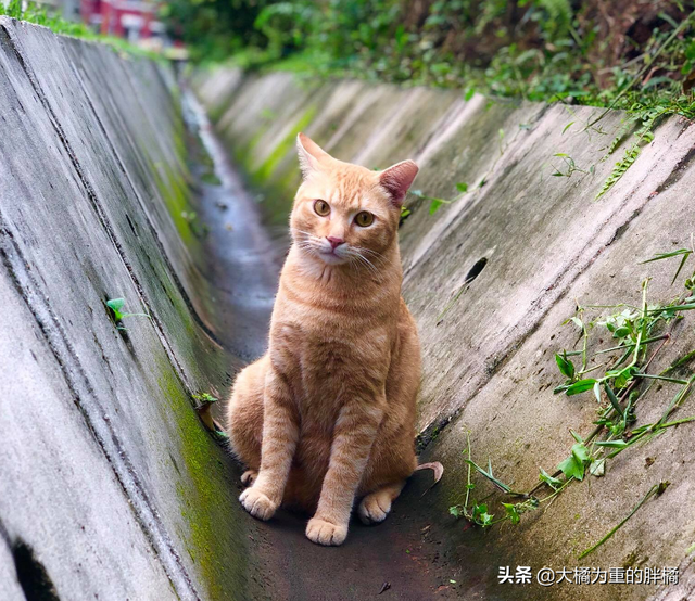 橘猫安稳生活十几年，却被2.5米长的蟒蛇“吞掉”，它先动的手