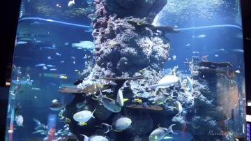 新加坡圣淘沙名胜世界的SEA海洋馆，是被海底精灵们包围的梦幻天堂！