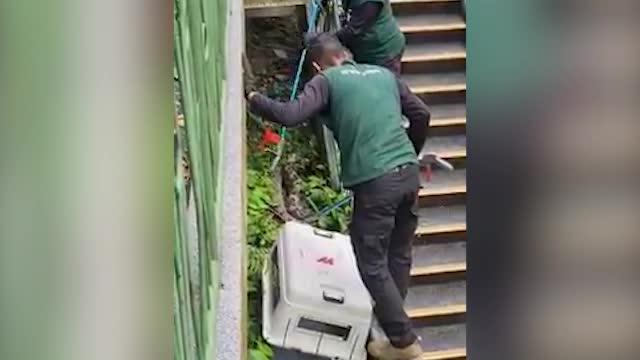 新加坡一只胖橘猫被蟒蛇吃掉 网友发帖表达悲伤
