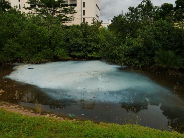 工业液体流进盘沙河，新加坡红树林恐遭毁