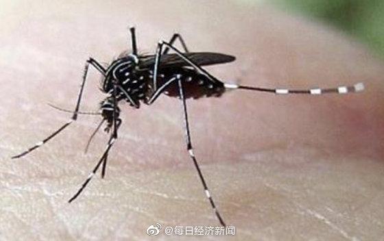 新加坡登革热病例再达新高 政府呼吁做好防蚊措施