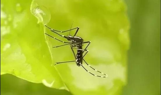 登革热疫情在东南亚、南美高发，上海疾控：消灭防控“花脚蚊子”