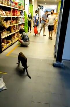 猴子闯进新加坡超市抢面包，面包商家赶紧蹭波流量
