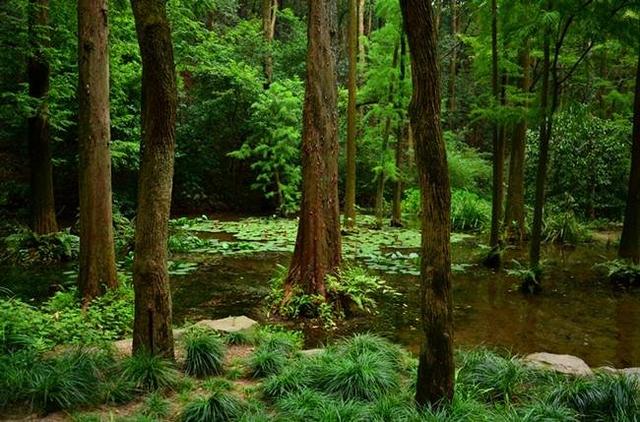 「骆驼旅行-杭州」雾里雨里，我会一直记得你（上）