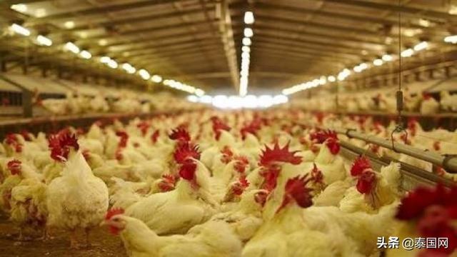 今年上半年泰国鸡肉出口仅增加2%
