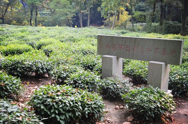 「骆驼旅行-杭州」雾里雨里，我会一直记得你（上）