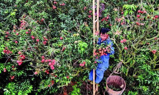 荔枝和菠萝，“逆行”的秘诀是什么？