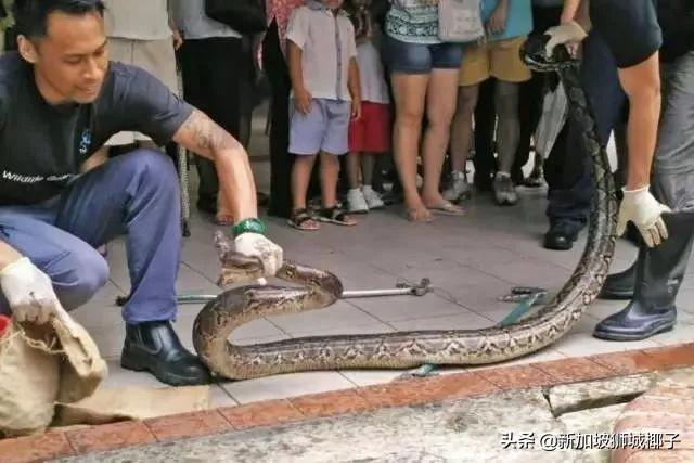 我要报警！新加坡的野猴冲进超市抢面包，惊呆路人……