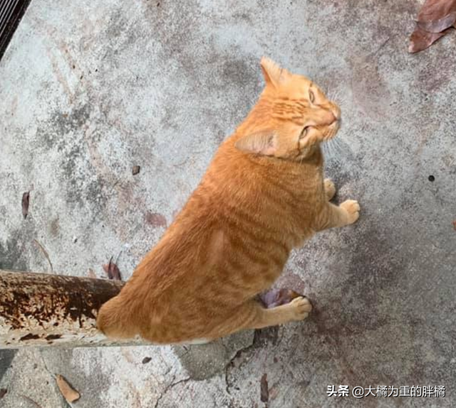 橘猫安稳生活十几年，却被2.5米长的蟒蛇“吞掉”，它先动的手