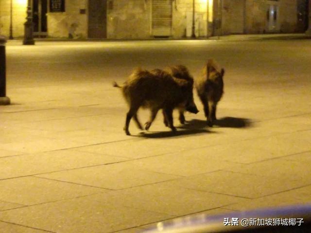 我要报警！新加坡的野猴冲进超市抢面包，惊呆路人……