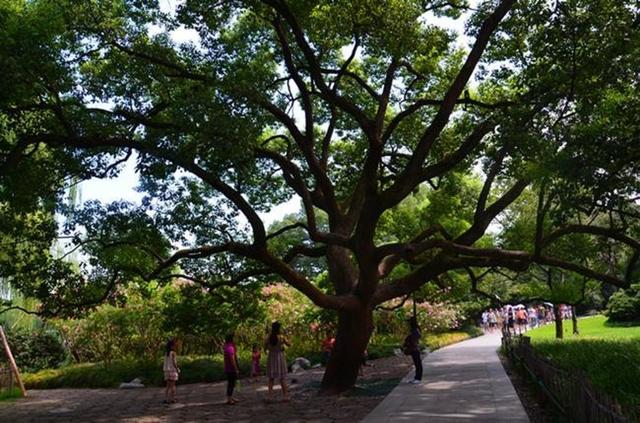 「骆驼旅行-杭州」雾里雨里，我会一直记得你（上）