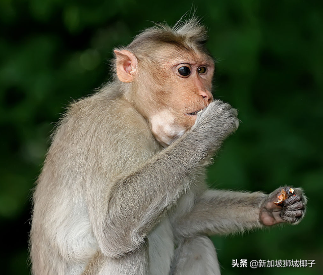 我要报警！新加坡的野猴冲进超市抢面包，惊呆路人……