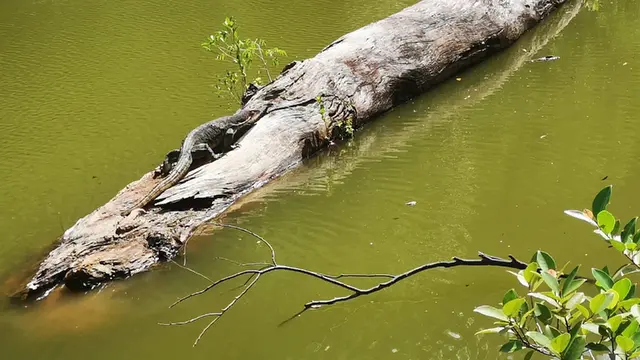 新加坡小桂林里的大虫