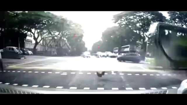 新加坡街头  两只小鸡雄赳赳走过斑马线  还不忘看看红绿灯  神了