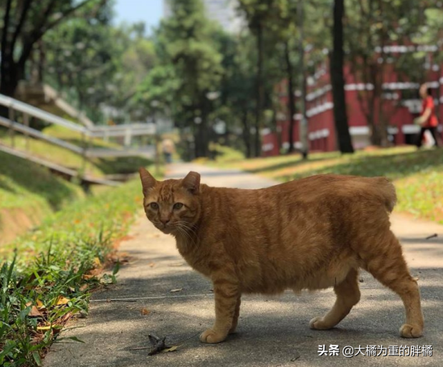 橘猫安稳生活十几年，却被2.5米长的蟒蛇“吞掉”，它先动的手