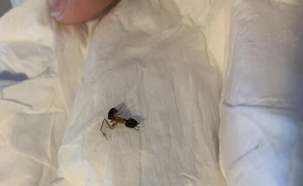 新加坡男子饮料中喝出蚂蚁，商家仅赔一杯饮料预私了