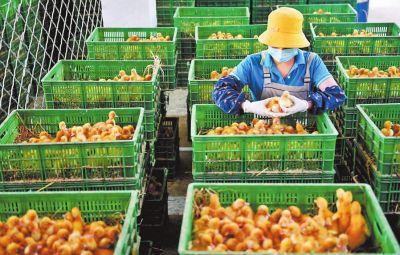 夏邑县密织产业扶贫网致富路上盛开“五朵金花”