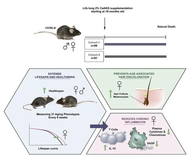 延长寿命白发变黑发，科学家验证这种分子在哺乳动物中抗衰老效果