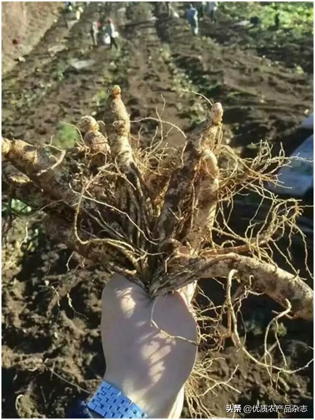 全球最大人参集散地，人参价格的“晴雨表”，看吉林抚松如何把“抚松人参”推向世界