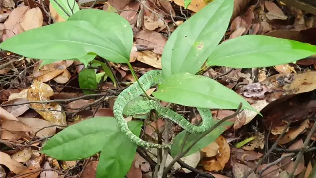 在新加坡武吉知马山上看到绿色的蛇