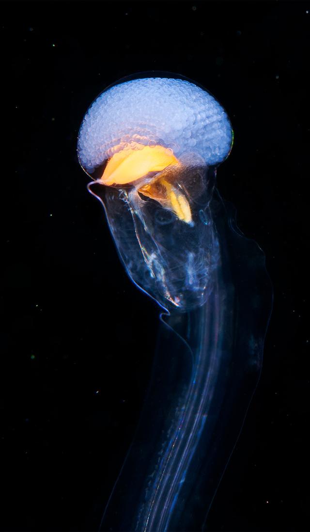 通过丢失基因，生物往往变得更加复杂