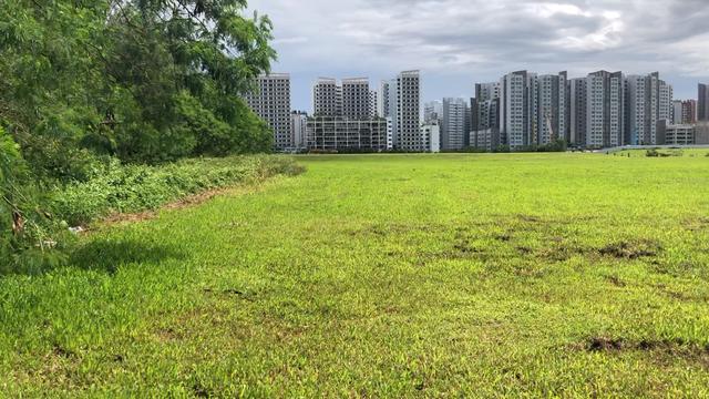 新加坡原始生态雨林越来越少了