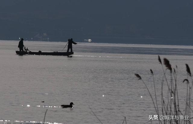 黄河鲤·长江鲫·全国一条大草鱼