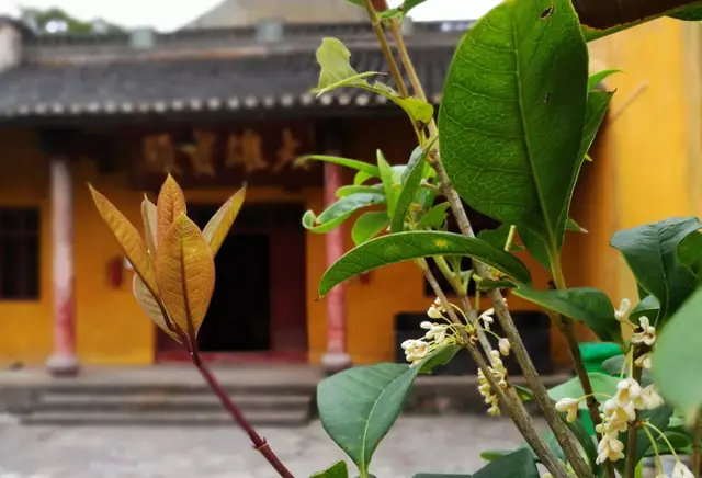 清修寺 - 宁波错失的网红寺庙