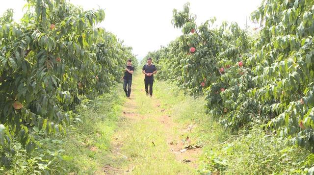 辛鹏飞：俺的桃子一斤二十块钱(组图)