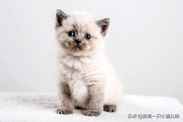 猫咪的分类大全