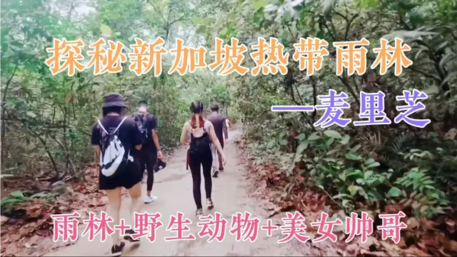 探秘新加坡最亲近自然的徒步地——麦里芝！亲近自然的上佳首选！