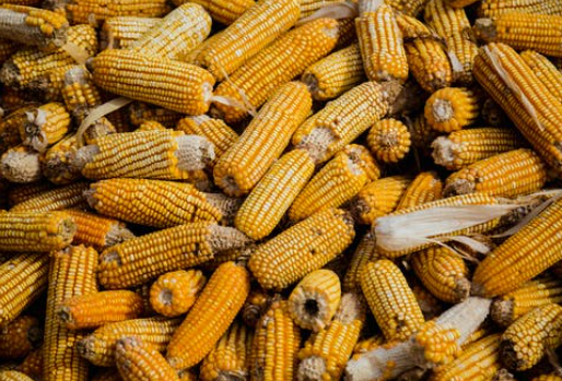 塑料袋未来六大可食用替代品，其中印度的最好吃