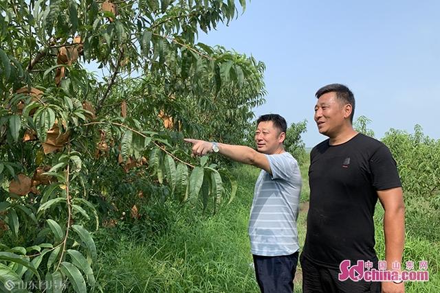 一斤桃子20元！海阳小伙标准化种植桃树拓宽致富路