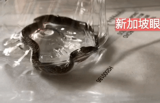 请注意周围，新加坡社区一星期出现3条蛇