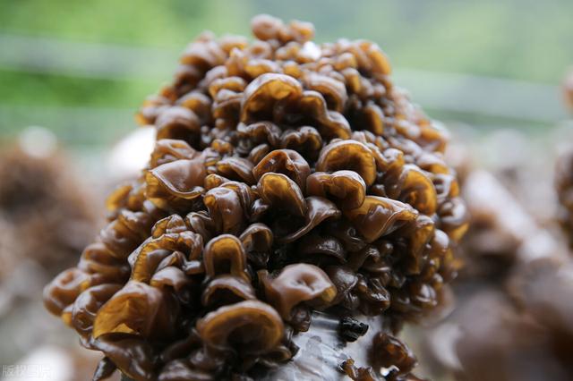 它在世界上被称为中餐中的黑色瑰宝，但吃错了会要命，吃多胃遭殃