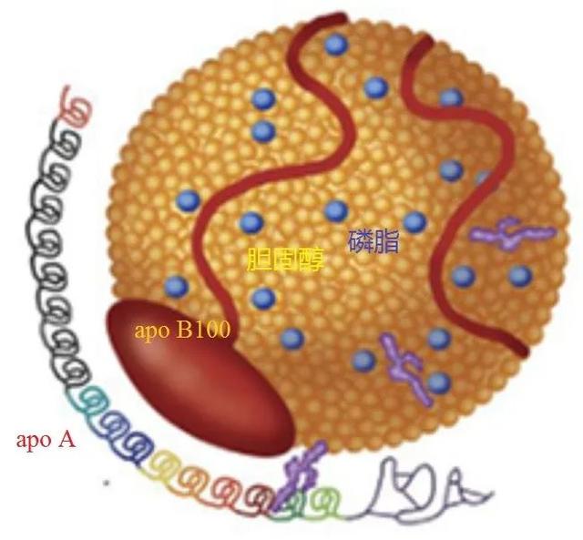 与生俱来的心血管病风险——脂蛋白a 「Lp(a)」｜安贞心语