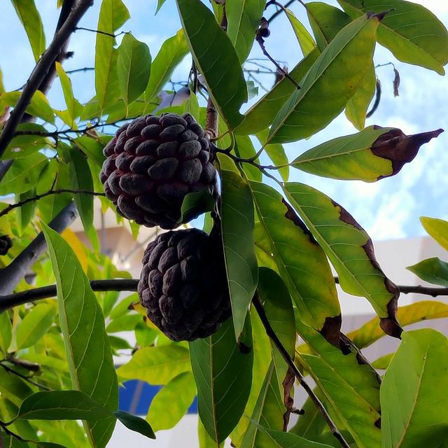 #新加坡私人屋各种植物。