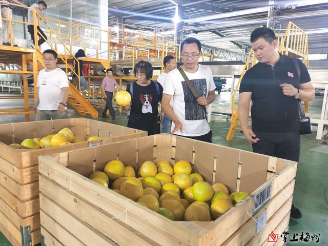 来梅州柚的“家乡”看看！各地采购商组团来梅开展了这场活动