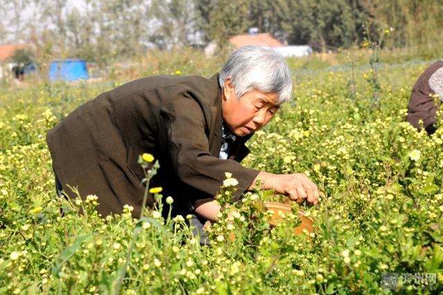 山东最美乡村女致富带头人张璐瑶：构建菊花产业联合体带动百村千户奔小康