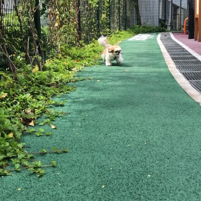 每日溜溜新加坡最贵的政府组屋花园