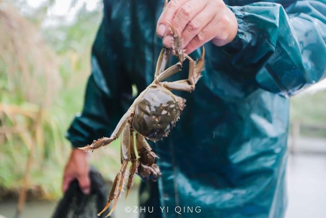 正宗阳澄湖大闸蟹在沙家浜就能吃到，一只28元，千蟹宴人手一只