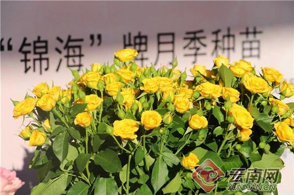 通海两家花卉企业入选云南省“10大名花”