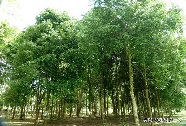 虽说几棵树就能换购一套房，但却无人敢于换购，究竟为啥呢？