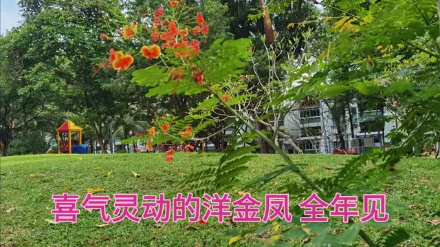 洋金凤，叶如飞凰之羽，花若丹凤之冠。在新加坡全年能见到。