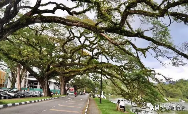 你在新加坡看过会下雨、会哭泣的树？