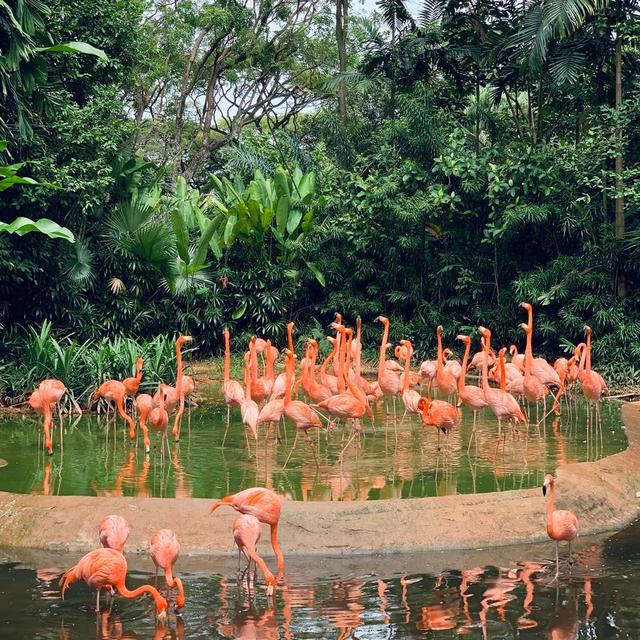 火烈鸟 吊桥 人工瀑布新加坡飞禽公园