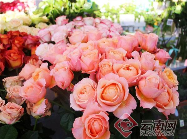 通海两家花卉企业入选云南省“10大名花”