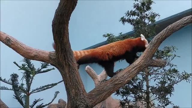 新加坡河川生态园：可爱的红熊猫萌翻了，我也醉了！